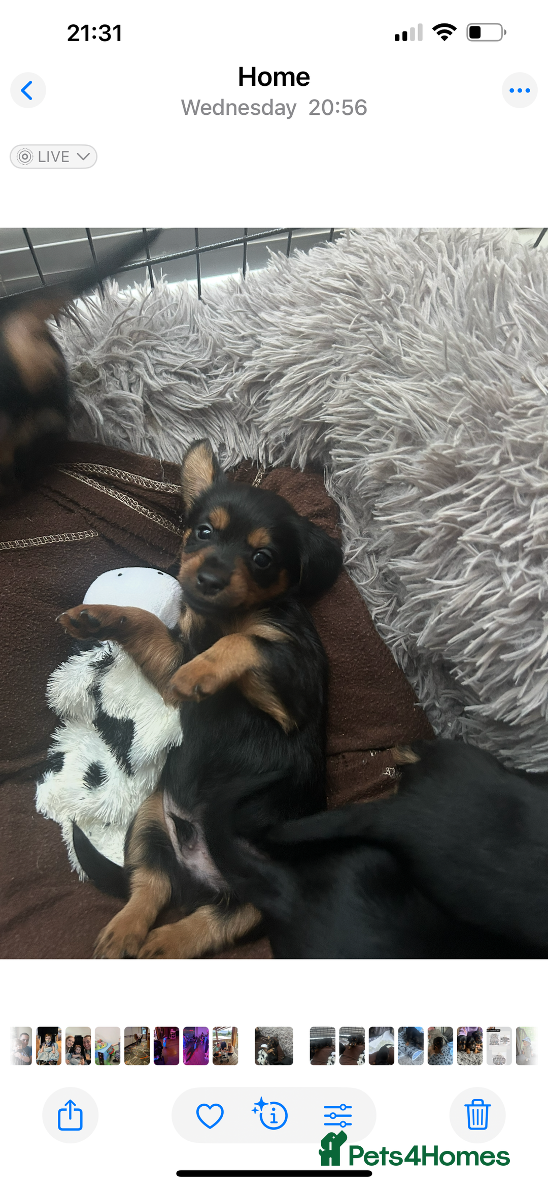 Mixed Breed dogs for sale: Miniature Dorkies - Image 10