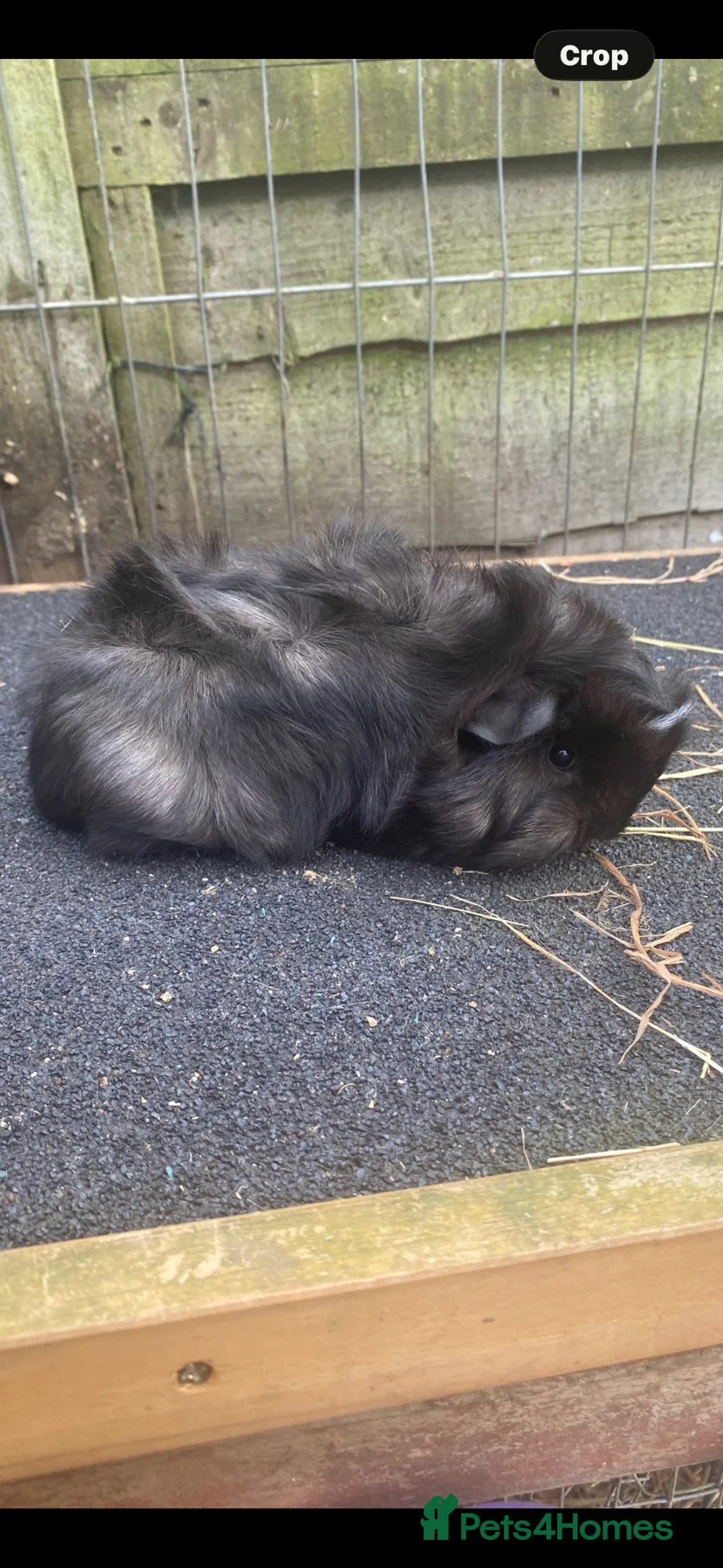 Guinea Pig rodents for sale: Super Fluffy Peruvian Silkie guineapig babies - Advert 12