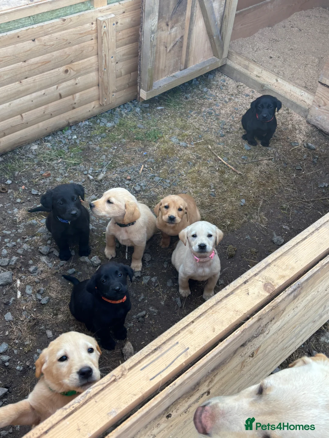 Labrador Retriever dogs for sale: Labrador Puppies - Advert 2