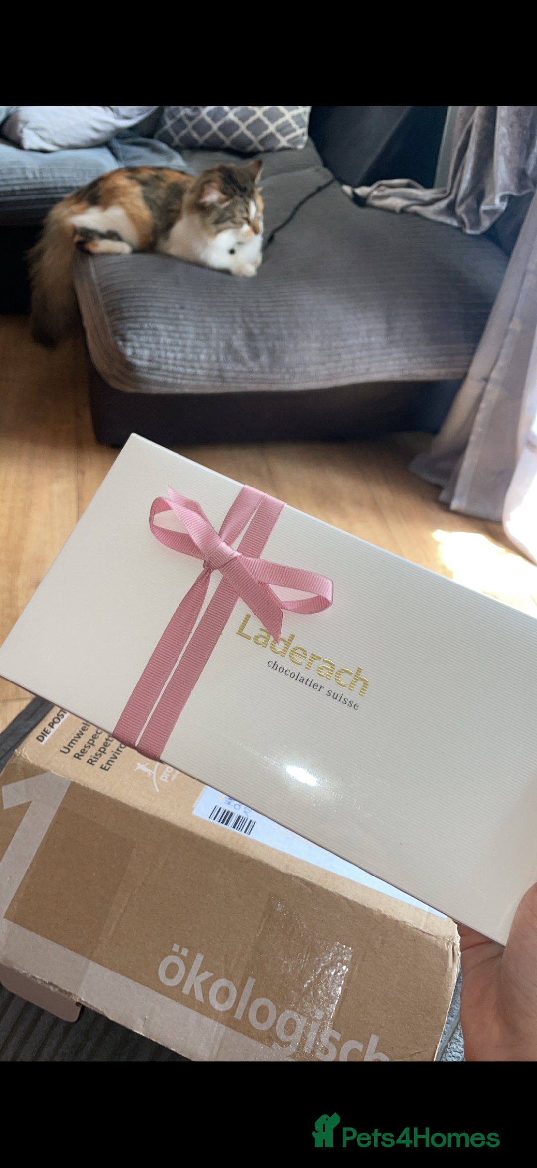 Mixed Breed cats for sale: Boy cat up for adoption - Advert 9