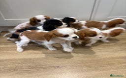 Cavalier King Charles Spaniel dogs for sale: Beautiful King Charles Cavalier puppies for sale  - Image 2