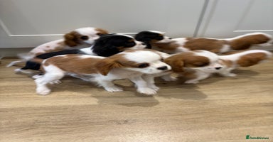 Cavalier King Charles Spaniel dogs - Advert 14