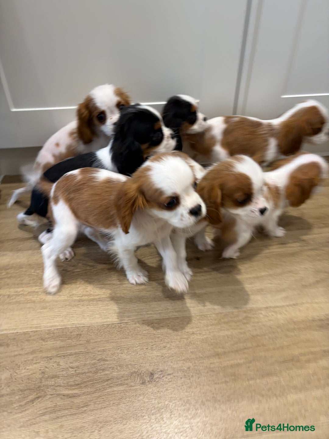 Cavalier King Charles Spaniel dogs for sale: Beautiful King Charles Cavalier puppies for sale  - Image 2