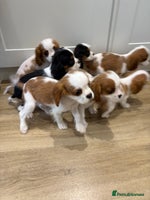 Cavalier King Charles Spaniel dogs - Advert 1