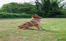 German Shepherd dogs for sale: ❤️KC health tested unique gsd babies 🩷 - Image 18