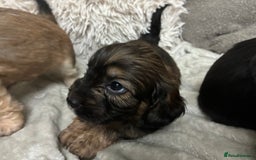Mixed Breed dogs for sale: Adorable Cockerchons Fluffy, Low-Shed Wonders! - Image 5
