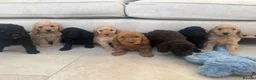 Australian Labradoodle dogs for sale: Stunning Miniature Australian Labradoodles  - Advert 27