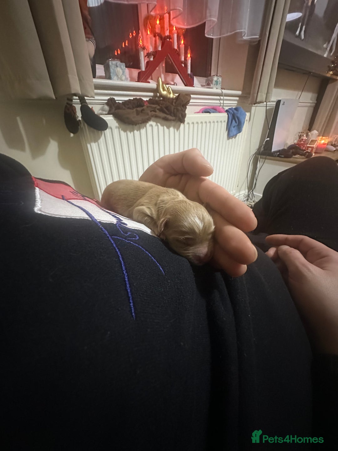 Maltipoo dogs for sale: Maltipoo Boy  - Advert 3