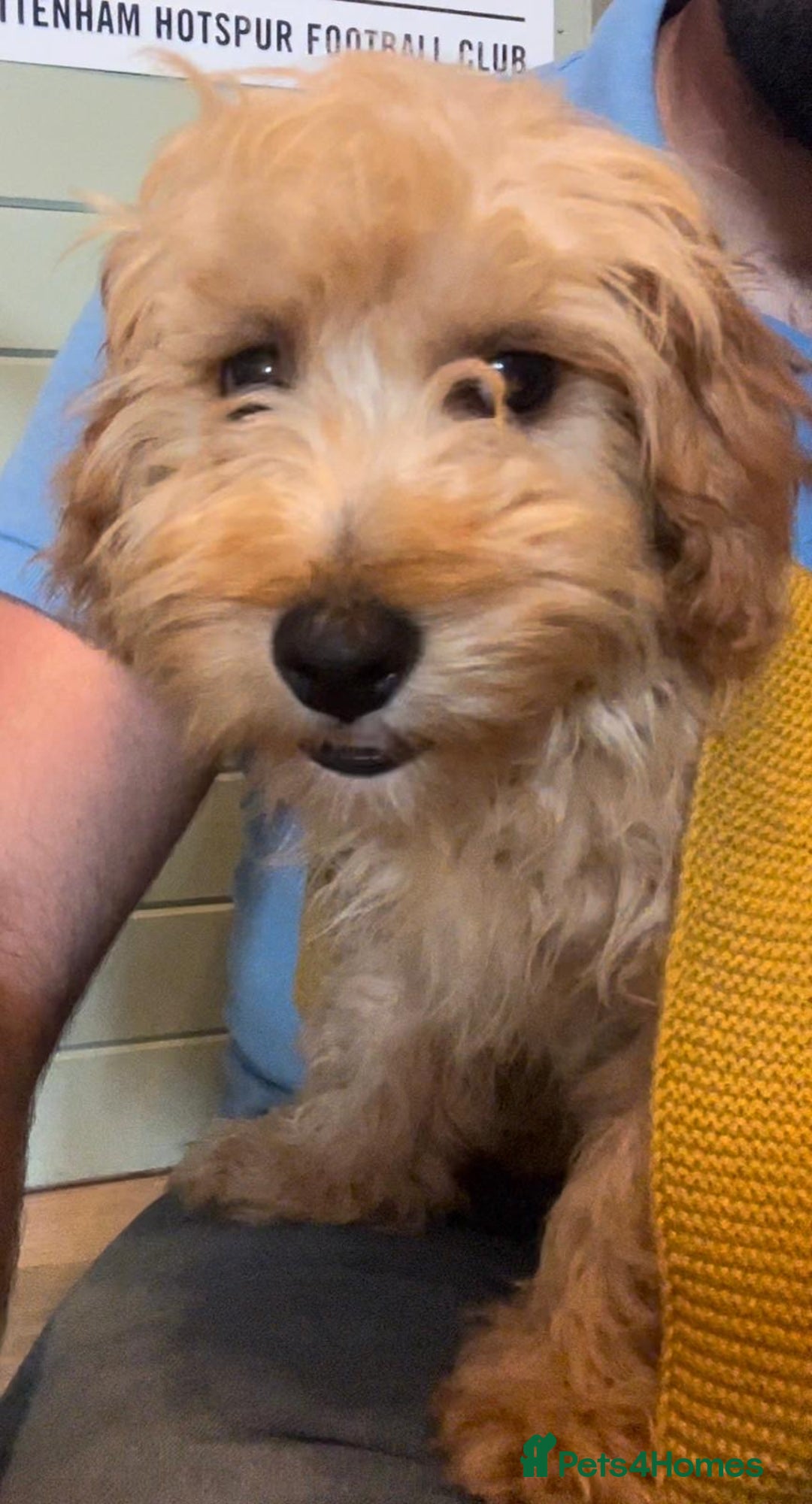 Cavachon dogs for sale: Cavavapoochon boy  - Image 10