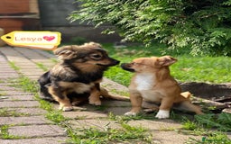 Mixed Breed dogs for adoption: 💖🐶 LESYA 🐶💖 - Image 3