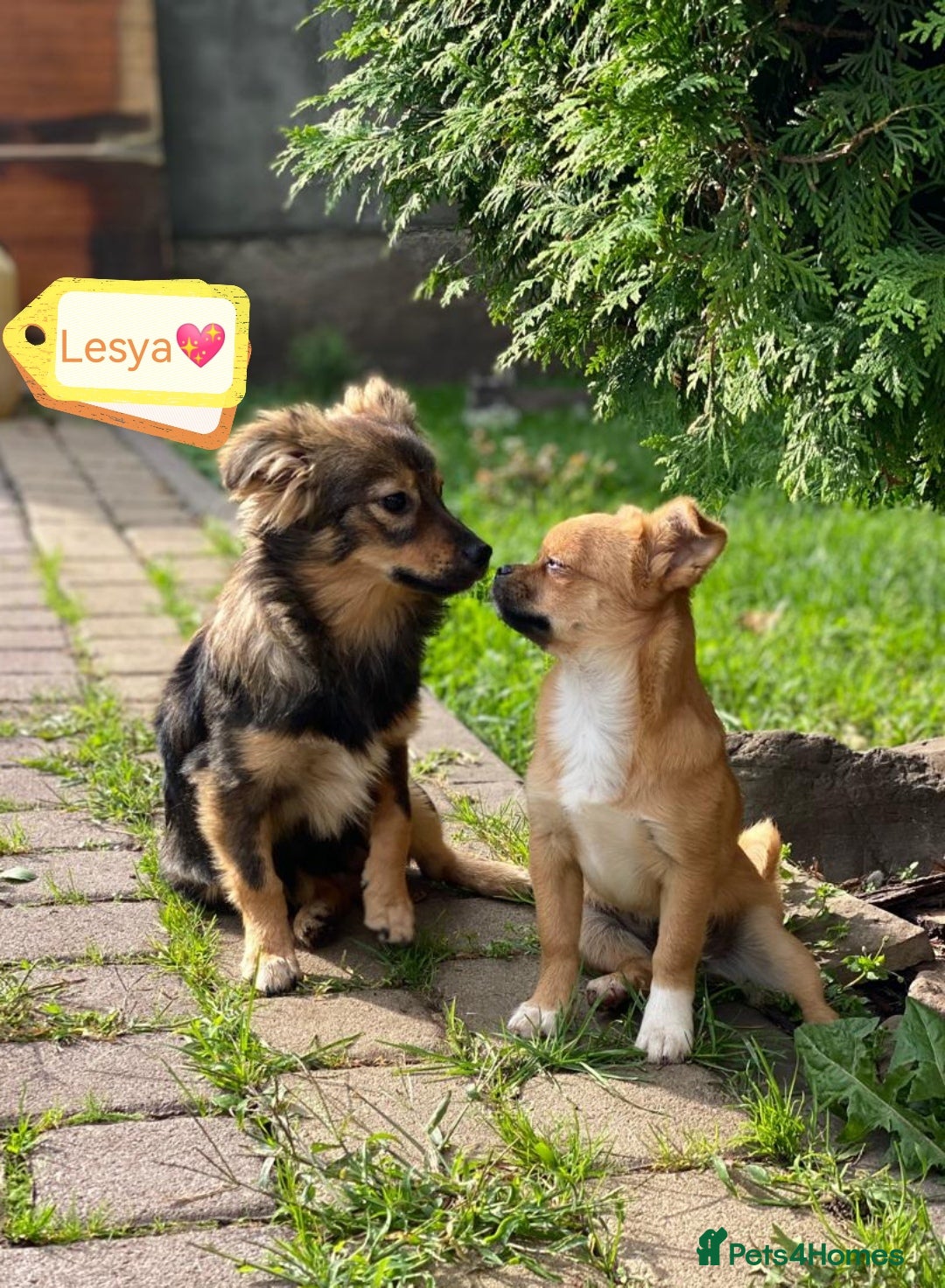 Mixed Breed dogs for adoption: 💖🐶 LESYA 🐶💖 - Image 3
