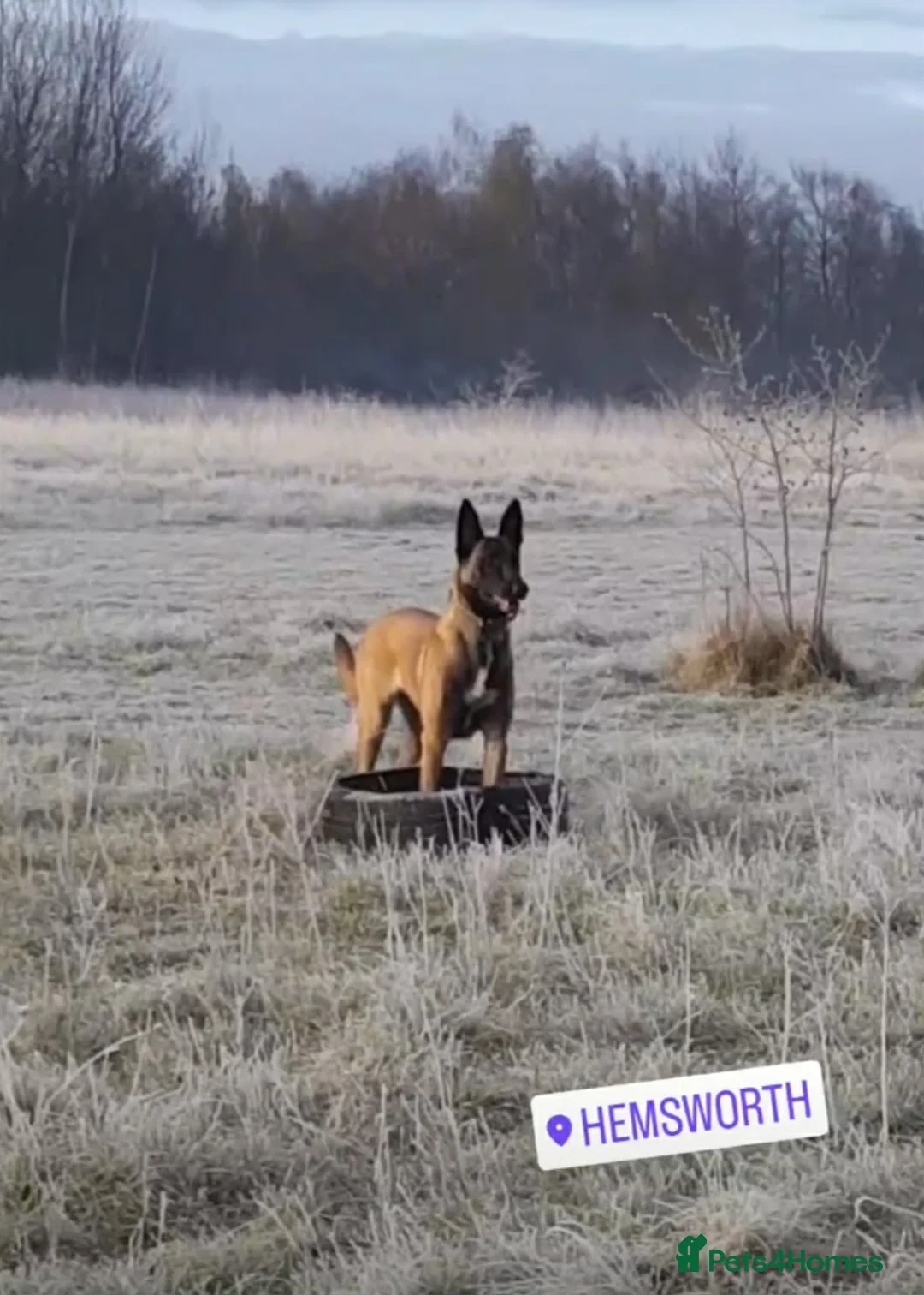 Belgian Shepherd Dog dogs for sale: Top quality Malinois puppies protectioning line - Advert 14