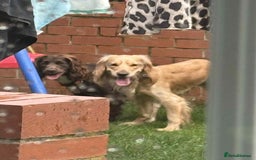 Cocker Spaniel dogs for sale: 🐾 English Cocker spaniel puppies for sale 🐾 - Advert 7