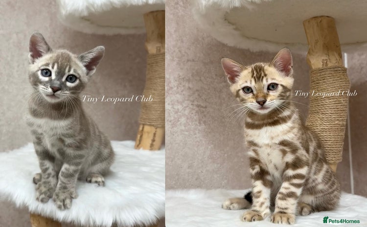 Bengal cats 🤍❄️ TICA SNOW BENGALS ❄️🤍 - Euro Champion Lines - Advert 1