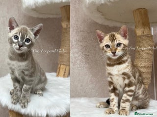 Bengal cats 🤍❄️ TICA SNOW BENGALS ❄️🤍 - Euro Champion Lines - Advert 1