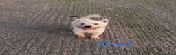 West Highland Terrier dogs for sale: West Highland Terriers  - Advert 9