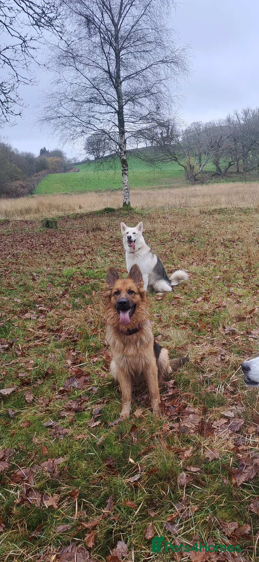 Mixed Breed dogs for sale: German Shepherd X Alaskan Shepherd  - Advert 4