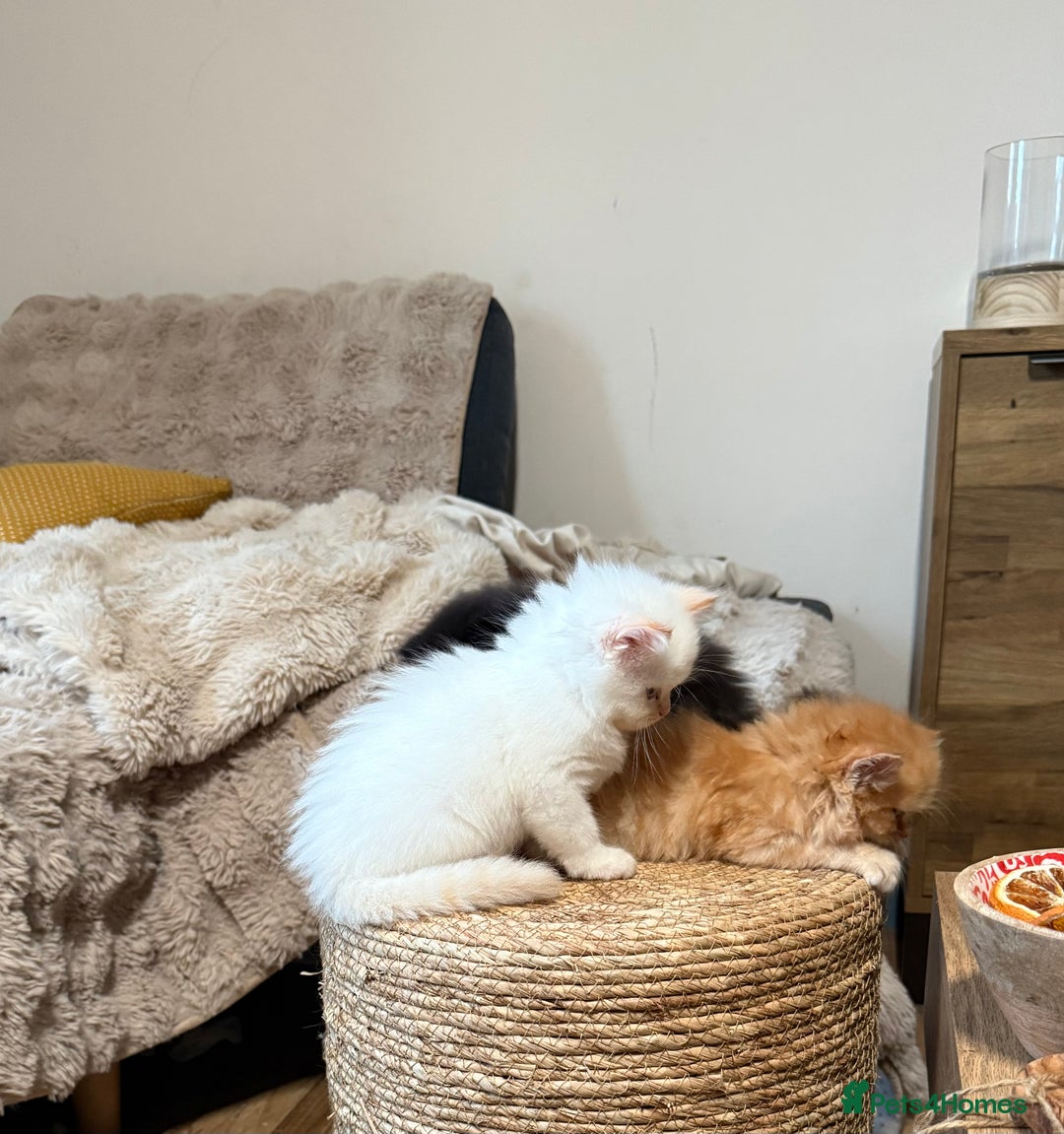 Persian cats for sale: 🐾 Curly-Haired Persian Kittens  - Image 9