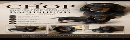 Miniature Dachshund dogs for stud: Stunning Chopper 🐶❤️ - Advert 2