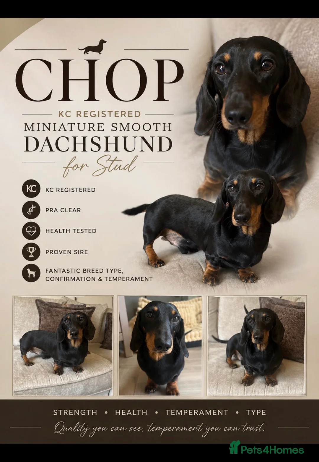 Miniature Dachshund dogs for stud: Stunning Chopper 🐶❤️ - Advert 2