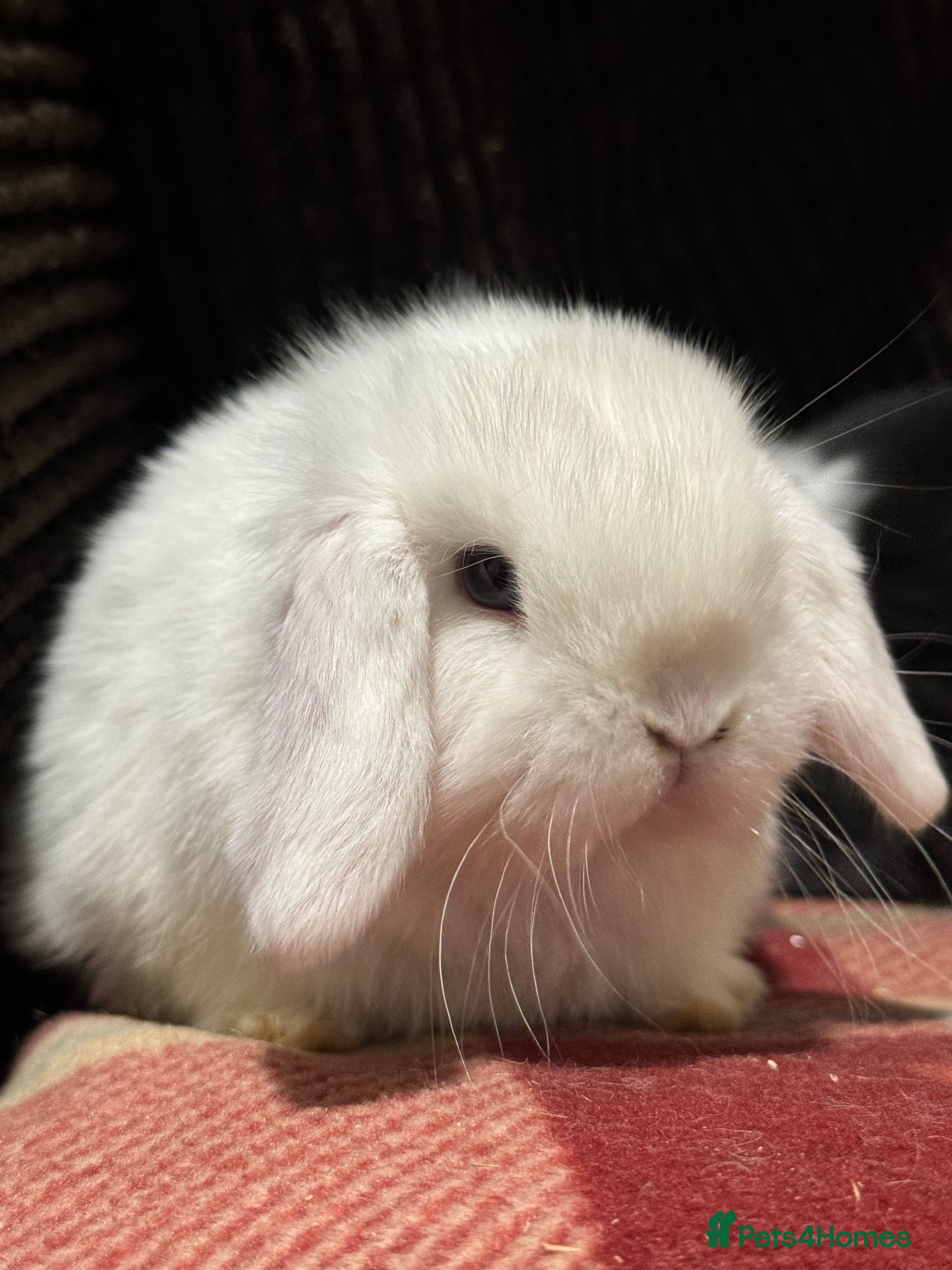 Mini Lop rabbits Cute, friendly, pure bred mini lops - Advert 1