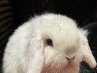 Mini Lop rabbits Cute, friendly, pure bred mini lops - Advert 2