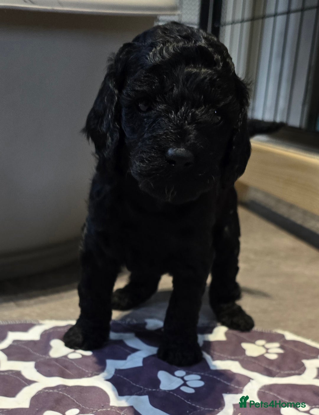 Cavapoo dogs for sale: Cavapoo puppies extensive health tested - Advert 13