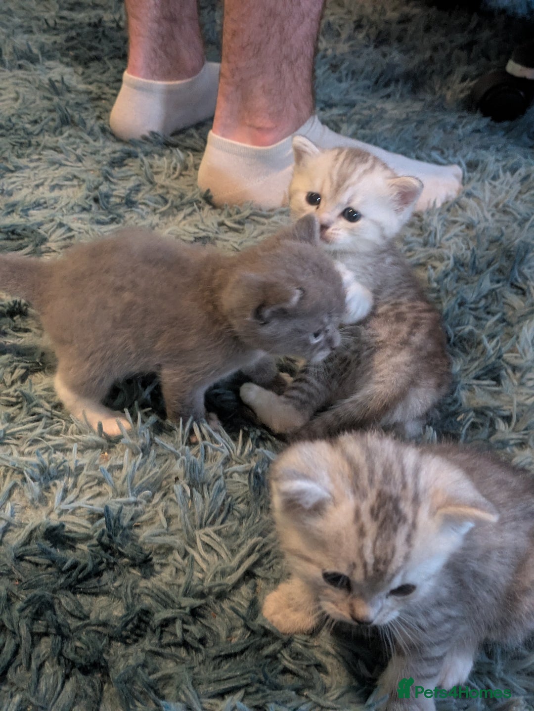 Mixed Breed cats for sale: 2 British Shorthair cross Ragdoll Boys Available  - Image 12