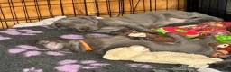 Great Dane dogs for sale: Gorgeous blue KC Great Danes.Ready now! - Advert 7