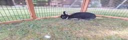 Netherland Dwarf rabbits for sale: Pure bred Netherland Dwarf Doe - Advert 5