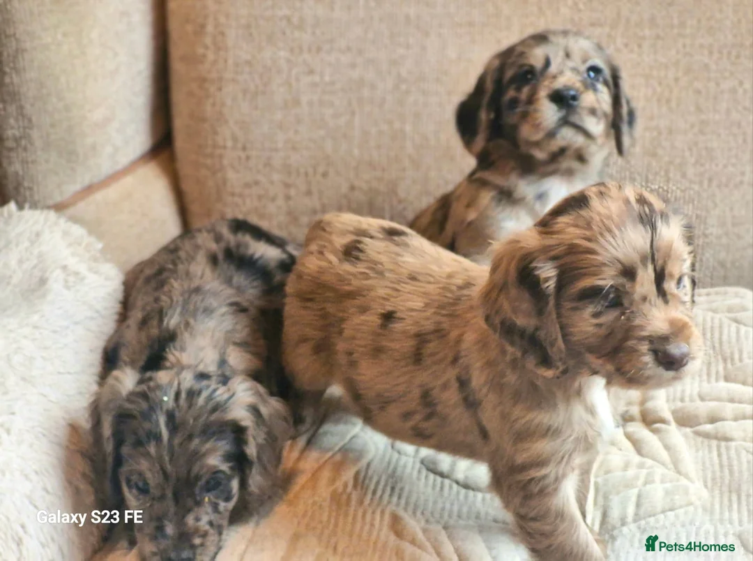 Cocker Spaniel dogs for sale: Mixed litter of Cocker Spaniel puppies  - Advert 4