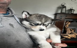 Siberian Husky dogs for sale: Beautiful husky  - Image 13