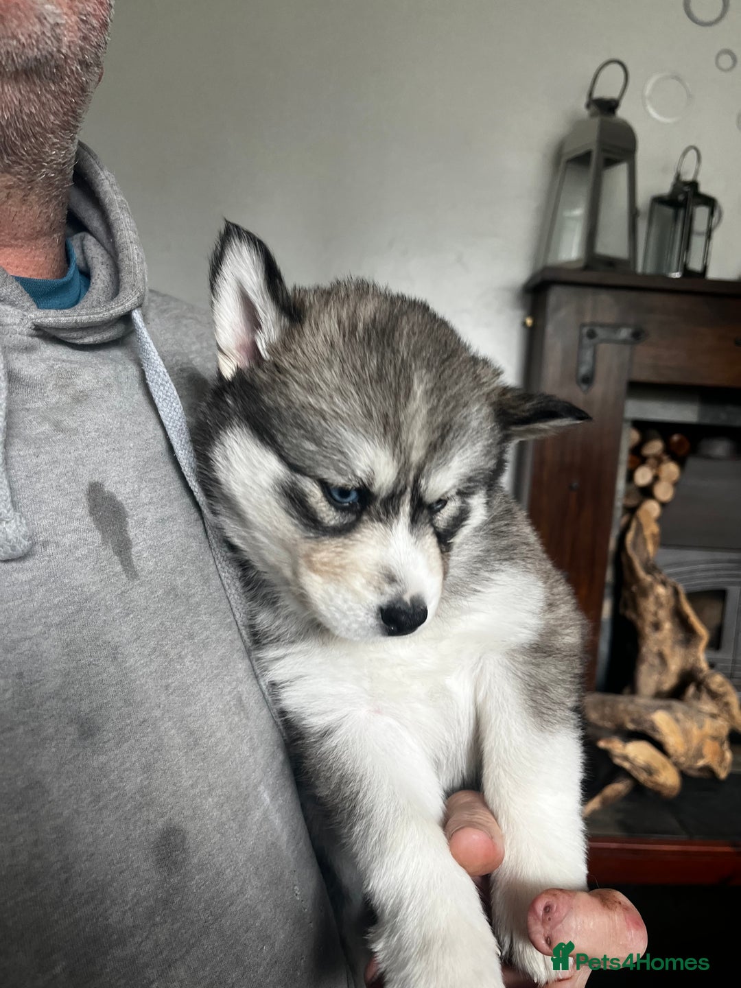 Siberian Husky dogs for sale: Beautiful husky  - Image 13