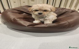 Maltipoo dogs for sale: Maltipoo F1, KC Parents Extensively DNA Clear   - Image 11