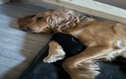 Cocker Spaniel dogs for sale: Working Cocker Spaniel Puppies  - Image 15
