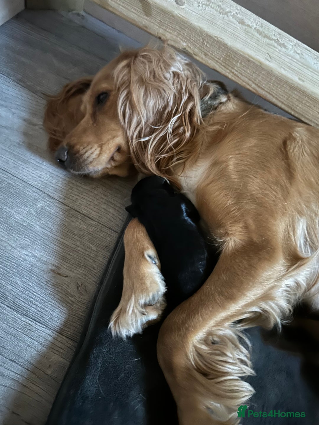 Cocker Spaniel dogs for sale: Working Cocker Spaniel Puppies  - Image 15