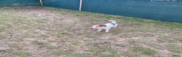 Jack Russell dogs for sale: Jack Russell  - Advert 2