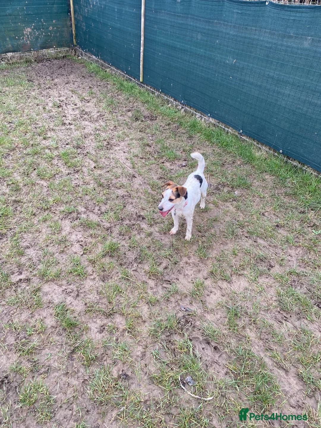 Jack Russell dogs for sale: Jack Russell  - Advert 2