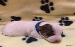 Jack Russell dogs for sale: Jack Russell Puppies  - Image 14