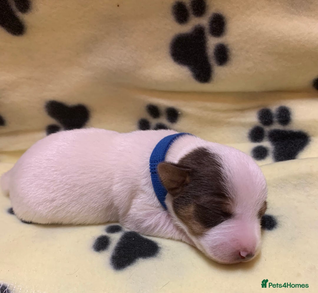 Jack Russell dogs for sale: Jack Russell Puppies  - Image 14
