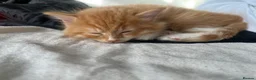 Norwegian Forest Cat cats for sale: Norwegian Forest X British Shorthair Ginger kitten - Advert 3