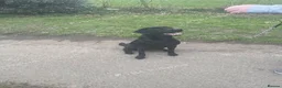 Labrador Retriever dogs for sale: Stunning and lovely male needs a new home in Cardiff - Advert 3