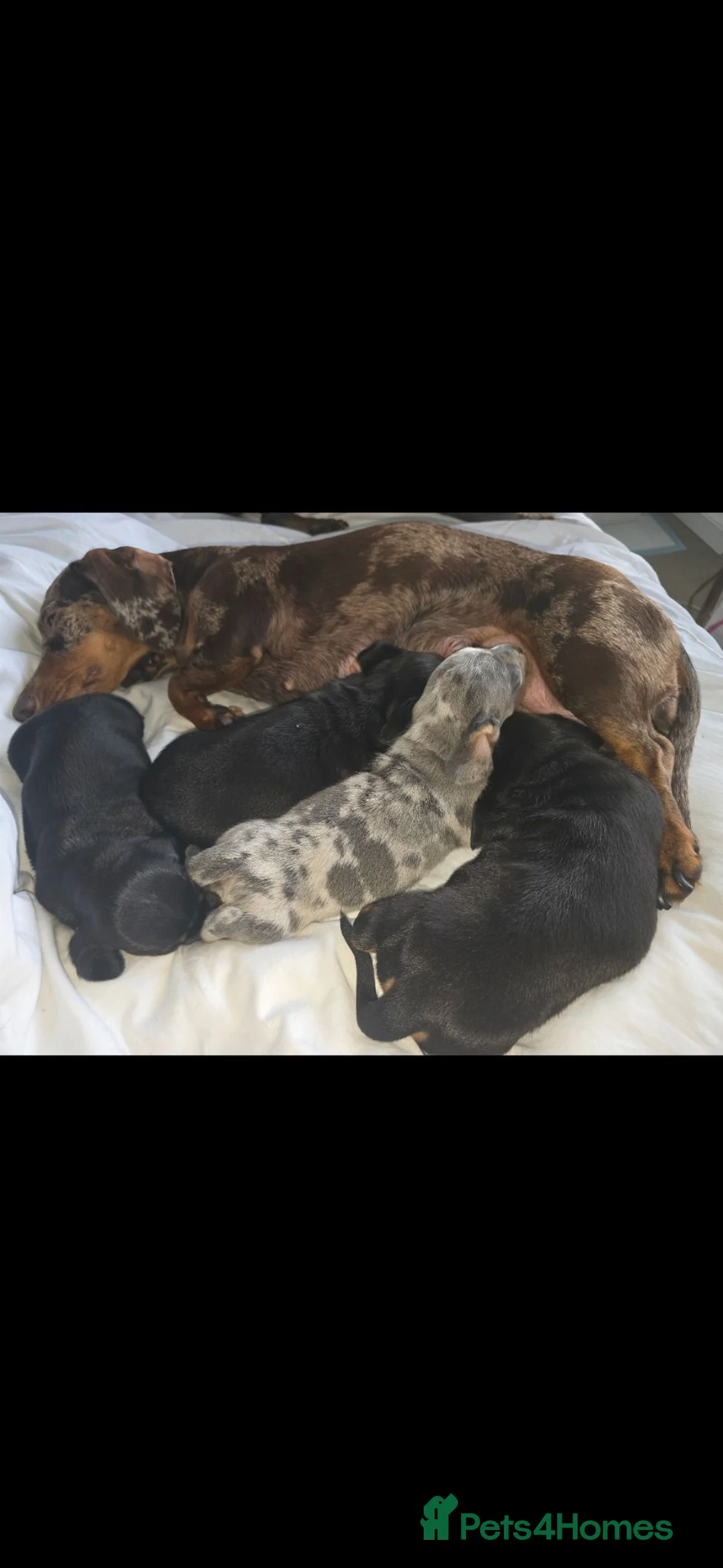 Miniature Dachshund dogs for sale: 3 BLACK AND TAN FEMALES  - Advert 8
