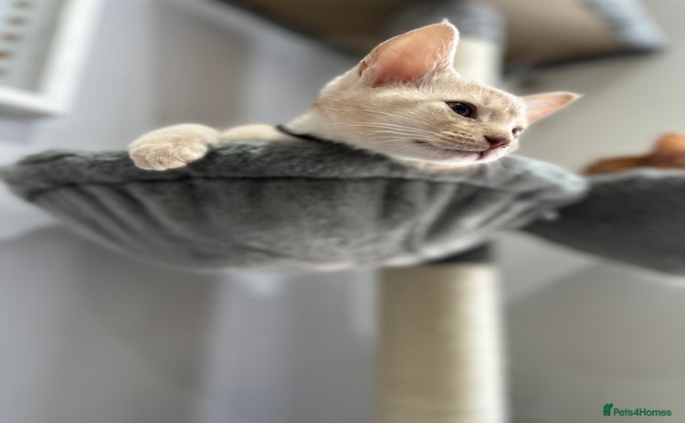 Abyssinian cats - Advert 1
