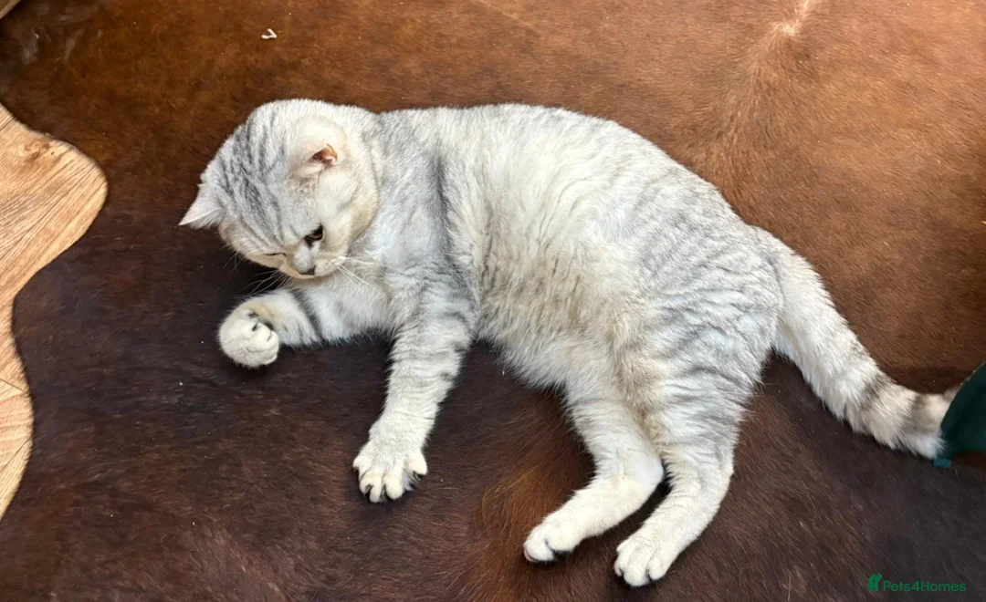 British Shorthair cats for stud: 🌟 British Shorthair Chinchilla GCCF Champion 🌟 - Advert 2