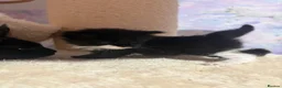Ragcoon cats for sale: Beautiful Ragcoon Kittens for Sale - Advert 10