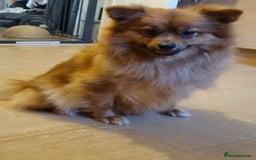Pomeranian dogs for sale: GIRL POMERANIAN  - Image 1