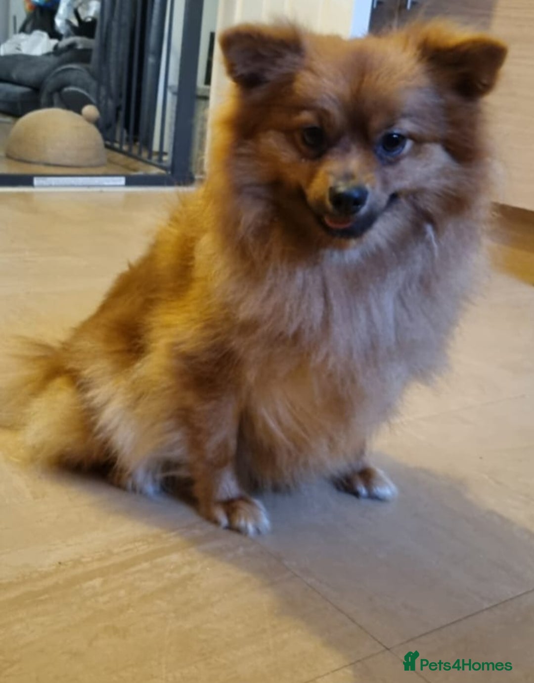 Pomeranian dogs for sale: GIRL POMERANIAN  - Image 1