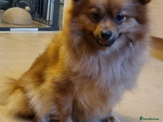 Pomeranian dogs - Advert 12