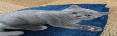 British Shorthair Kitten 5